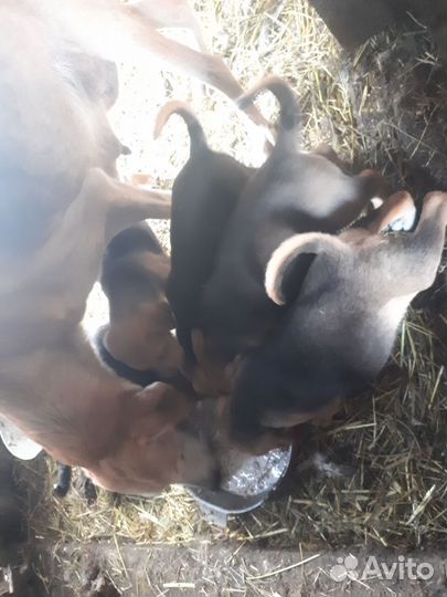 Продам щенков