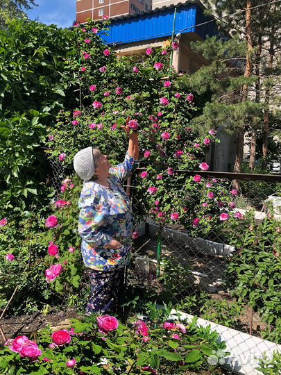 Роза уральская, махровая 2 шт