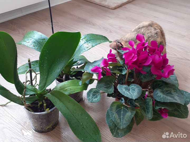 Комнатные цветы