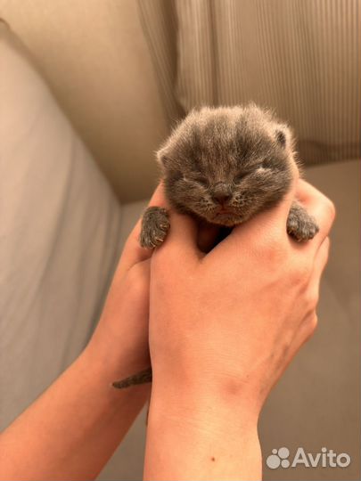 Шатланские котята