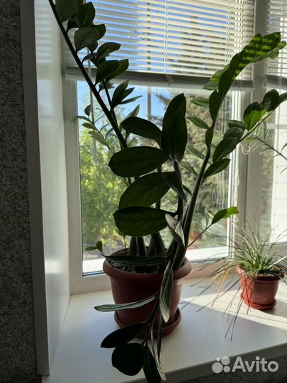 Замиокулькас