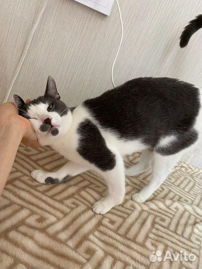 Кот, бело - серый, гладкошёрстный