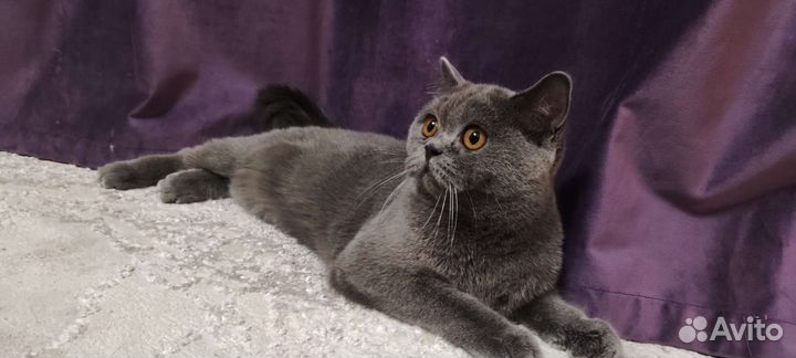 Британская кошка