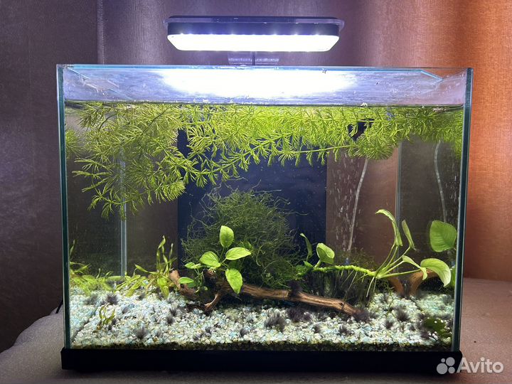 Аквариум