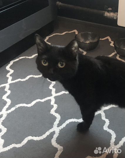 Британская кошка чёрная в дар