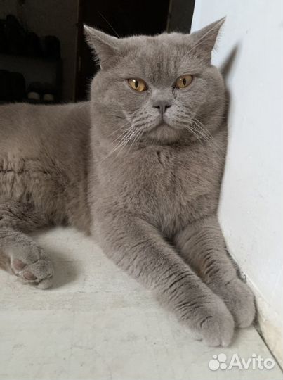 Британский кот вязка