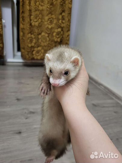 Хорек с клеткой