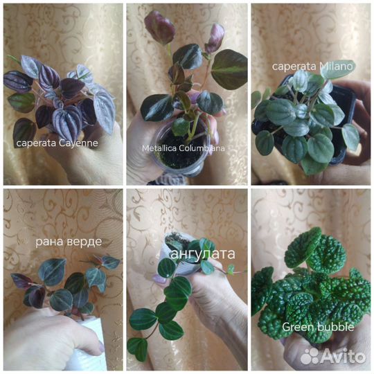 Пеперомии много сортов