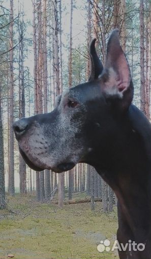 Немецкий дог