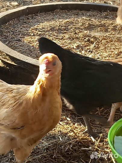 Петушки и курочки