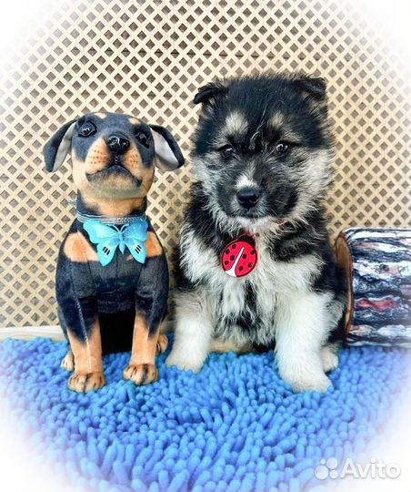 Щенки для частного сектора