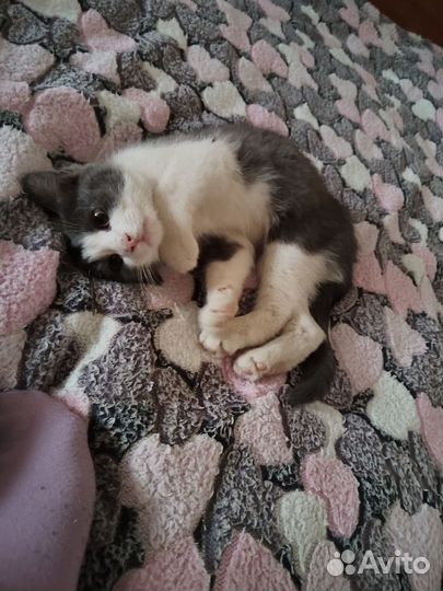 Отдаем в добрые руки