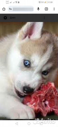 Корм для собак