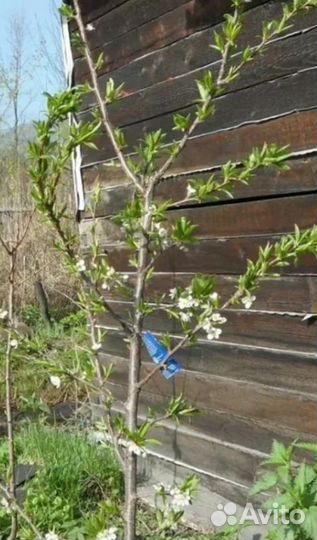 Слива двулетняя (сладкие остатки)