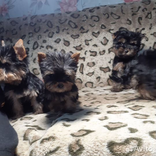Йоркширский терьер щенки