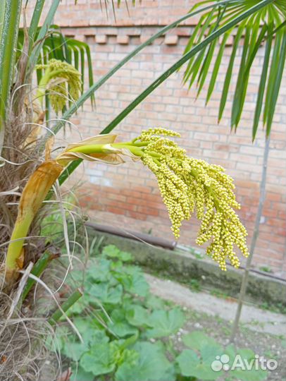 Пальма трахикарпус