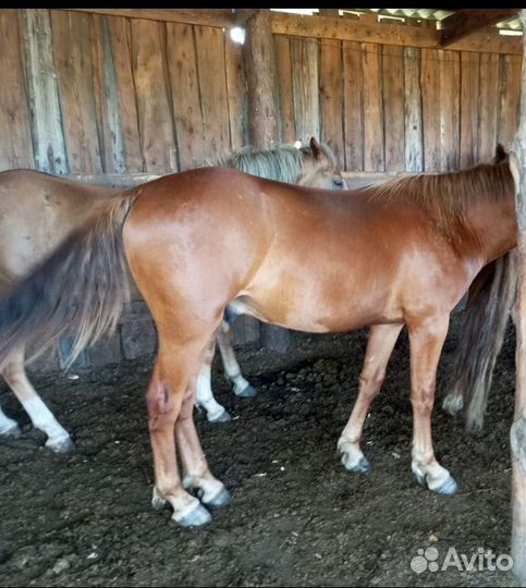 Молодые жеребцы на мясо