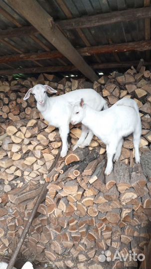 Зааненская дойная коза