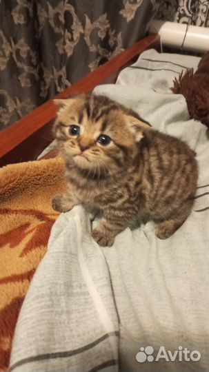 Котята вислоухие