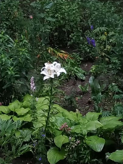 Участок 38 сот. (ИЖС)