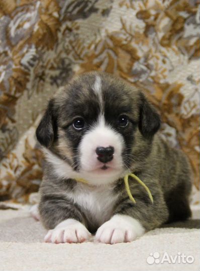 Щенки корги