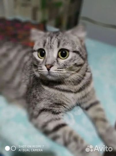 Кошка кошечка Сильва в добрые руки