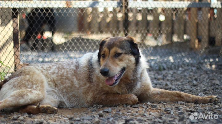 Милашка Айна