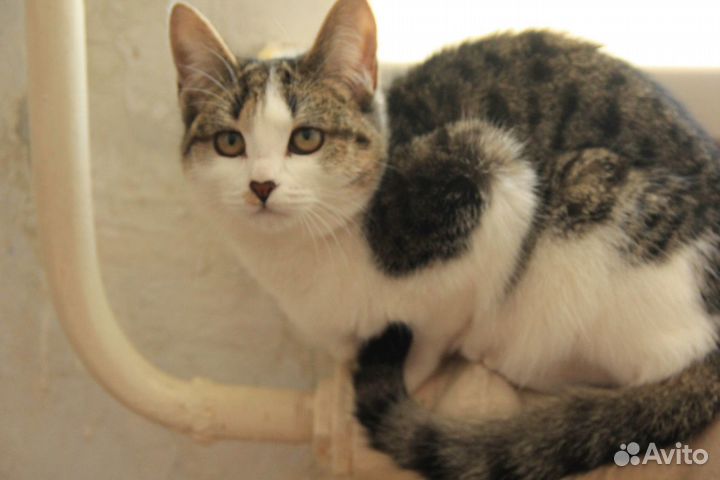 В добрые руки