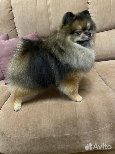 Шпиц кобель вязка