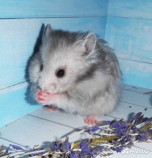 Элитные сирийские хомяки