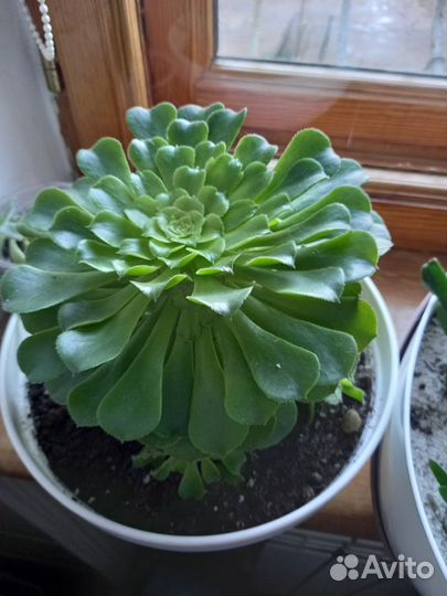 Суккуленты. Флорариум