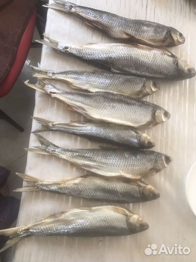 Рыба кутум