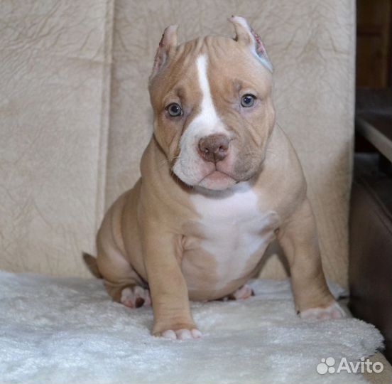 Американский булли, девочка