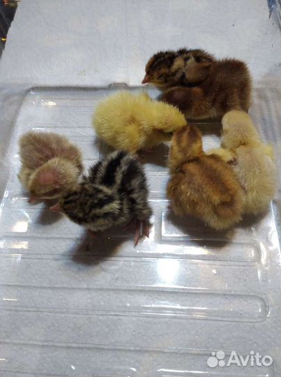 Инкубационные, перепелов яйцо