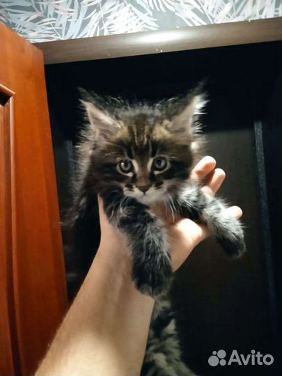 Котята Мейн-кун