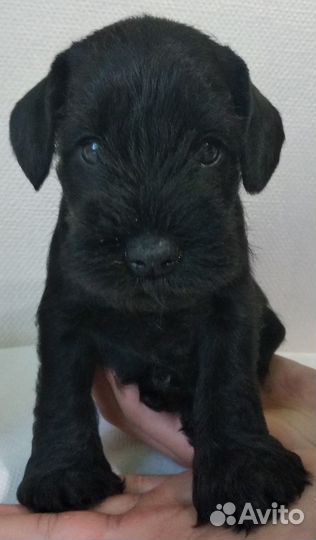 Цвергшнауцер щенки