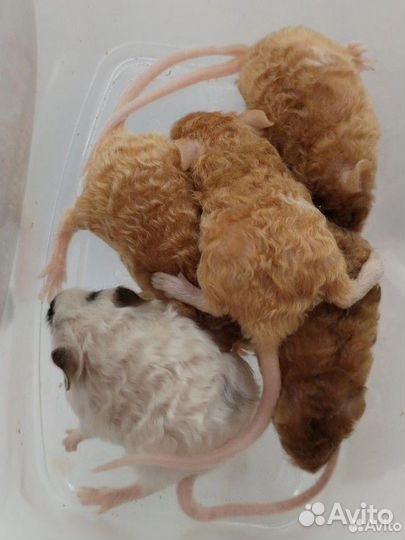 Декоративные мыши