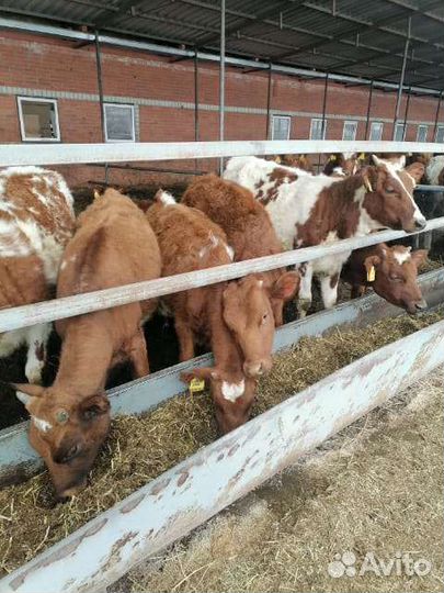 Телята бычки