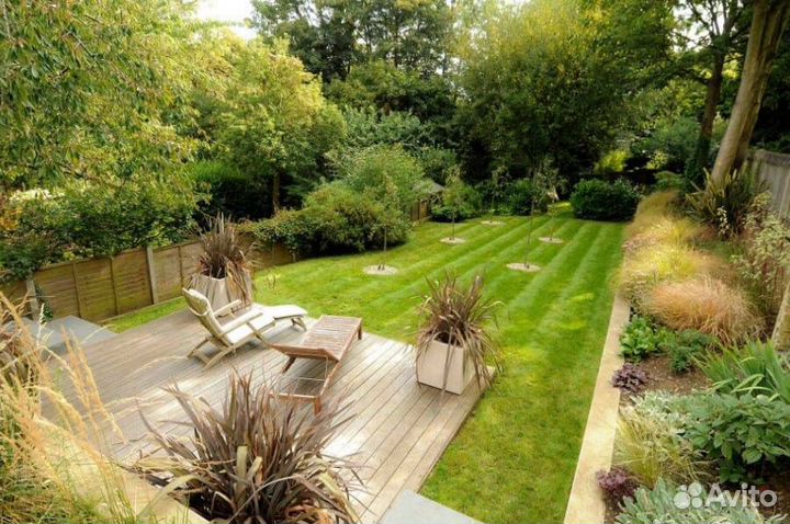 Газонная трава