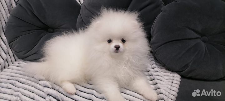 Немецкий шпиц