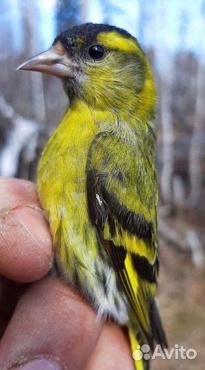Продам певчих птиц