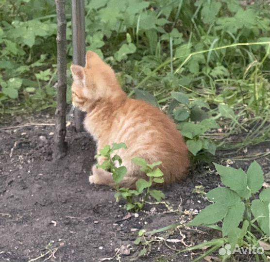 Рыжий котик в добрые руки