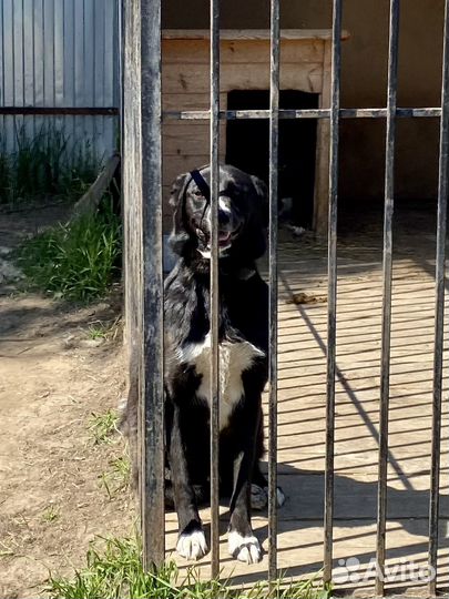 Два достойных молодых охранника в частный дом