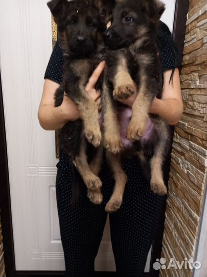 Щенки немецкой овчарки