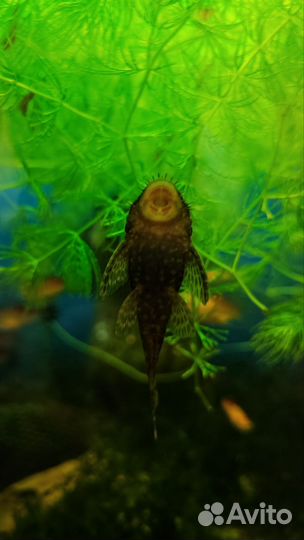 Сомики анциструсы