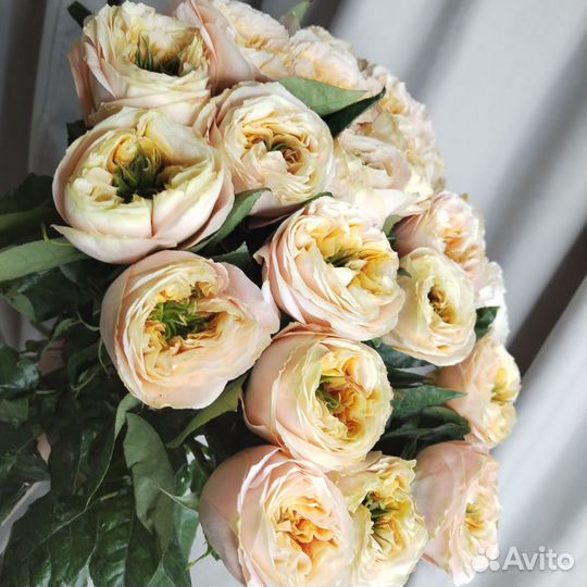 Роза Эквадор