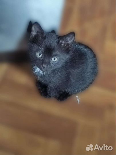Шотландский котенок