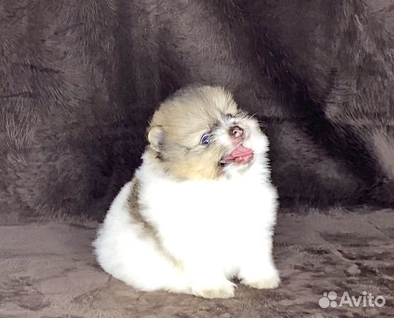 Померанский шпиц мини