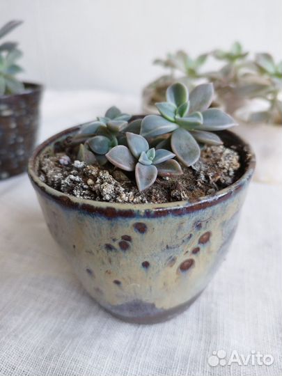 Суккуленты