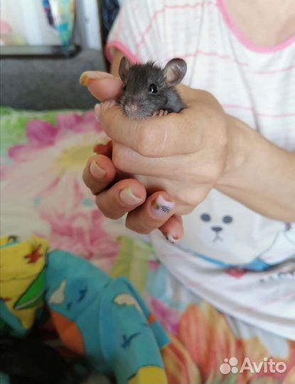 Крыса Дамбо